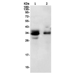 SRSF2 rabbit monoclonal antibody
