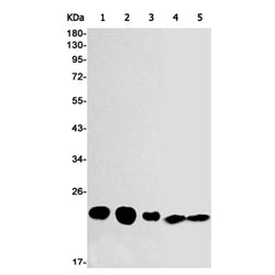 SRSF3 rabbit monoclonal antibody