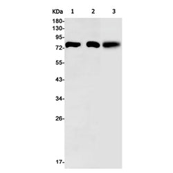 SSX2IP rabbit monoclonal antibody