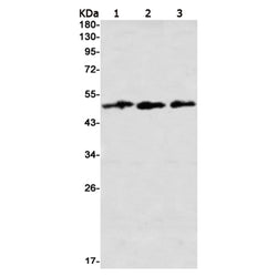 STAMBP rabbit monoclonal antibody