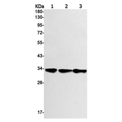 STAR rabbit monoclonal antibody