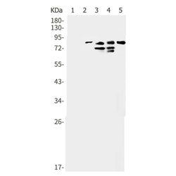 STAT1 (phospho-Ser727) rabbit monoclonal antibody