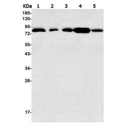 STAT1 rabbit monoclonal antibody