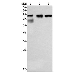 STAT3 (phospho-Ser727) rabbit monoclonal antibody