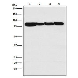 STAT3 rabbit monoclonal antibody