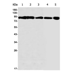 STAT5B rabbit monoclonal antibody