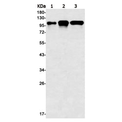 STAT6 rabbit monoclonal antibody