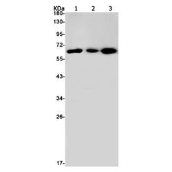 STAU1 rabbit monoclonal antibody