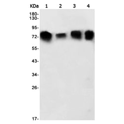 STIM1 rabbit monoclonal antibody