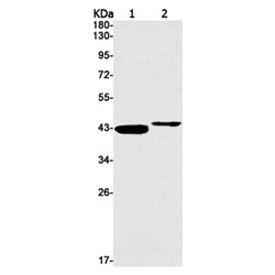 STING1 rabbit monoclonal antibody