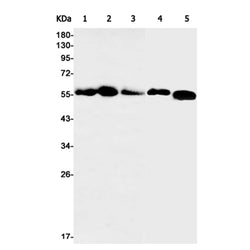 STK3 rabbit monoclonal antibody