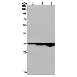 STX4 rabbit monoclonal antibody