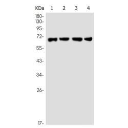 STXBP1 rabbit monoclonal antibody