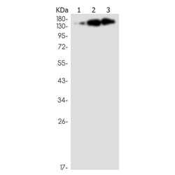 SUPT5H rabbit monoclonal antibody