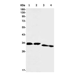 SURF4 rabbit monoclonal antibody