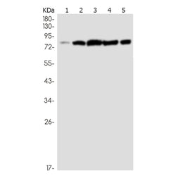 SUZ12 rabbit monoclonal antibody
