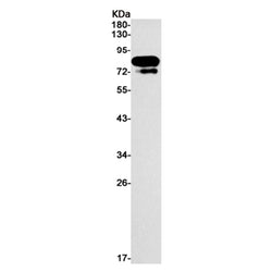 SYN1 (phospho-Ser9) rabbit monoclonal antibody