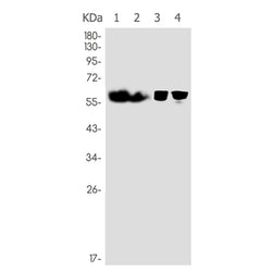 SYN2 rabbit monoclonal antibody
