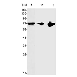 SYNCRIP rabbit monoclonal antibody