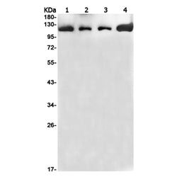 SYNE1 rabbit monoclonal antibody