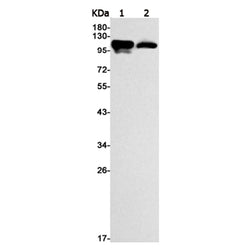 SYNE3 rabbit monoclonal antibody