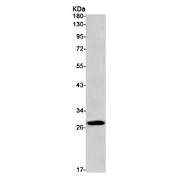SYPL1 rabbit monoclonal antibody