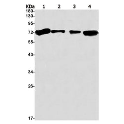 TAF15 rabbit monoclonal antibody
