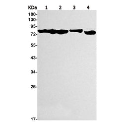 TAGAP rabbit monoclonal antibody