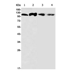 TAOK1 rabbit monoclonal antibody