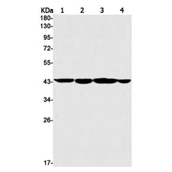 TARDBP rabbit monoclonal antibody