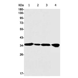 TCEA1 rabbit monoclonal antibody