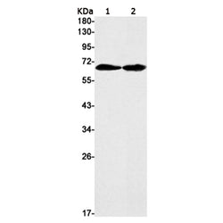 TCF7L2 rabbit monoclonal antibody