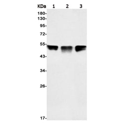 TEAD1 rabbit monoclonal antibody