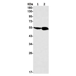 TEAD4 rabbit monoclonal antibody