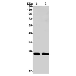 TFAM rabbit monoclonal antibody