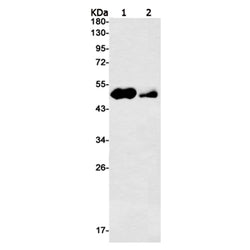 TFAP2C rabbit monoclonal antibody