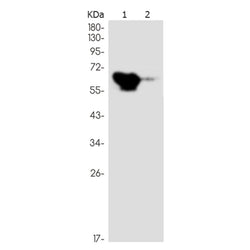 TFEB rabbit monoclonal antibody
