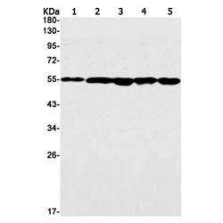 TFG rabbit monoclonal antibody