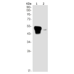 TFPI rabbit monoclonal antibody