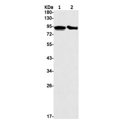 TFRC rabbit monoclonal antibody