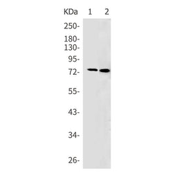 TGM2 rabbit monoclonal antibody