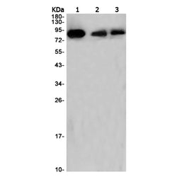 THOC1 rabbit monoclonal antibody