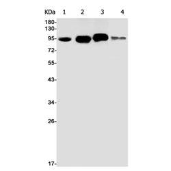 TICAM1 rabbit monoclonal antibody