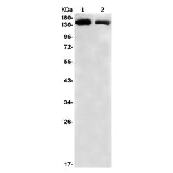 TIMELESS rabbit monoclonal antibody