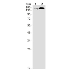 TJP3 rabbit monoclonal antibody
