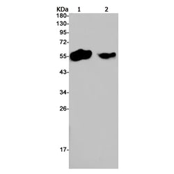 TMEM161B rabbit monoclonal antibody