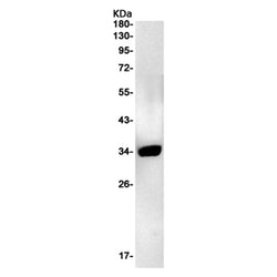 TMEM30B rabbit monoclonal antibody