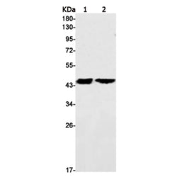 TMEM43 rabbit monoclonal antibody
