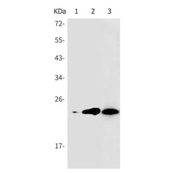 TMEM9B rabbit monoclonal antibody