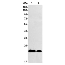 TNFAIP8 rabbit monoclonal antibody